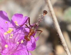 Ammophila wrightii