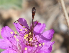 Ammophila wrightii