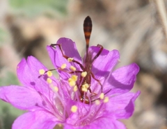 Ammophila wrightii