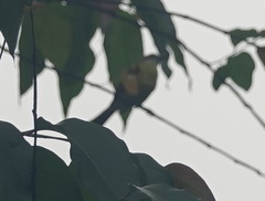 Todirostrum cinereum