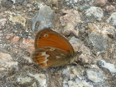 Coenonympha corinna