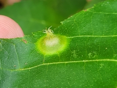 Phylloxera caryaefoliae