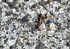 Manica