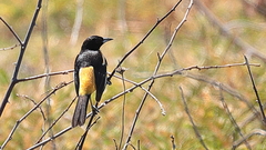 Icterus spurius fuertesi