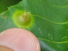 Phylloxera caryaefoliae