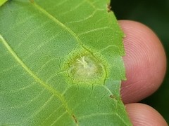 Phylloxera caryaefoliae