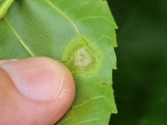 Phylloxera caryaefoliae