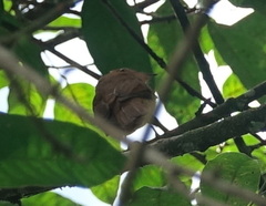 Rhytipterna holerythra