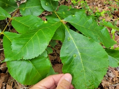 Phylloxera caryaefoliae