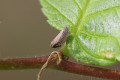 Agallia quadripunctata