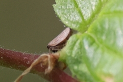 Agallia quadripunctata