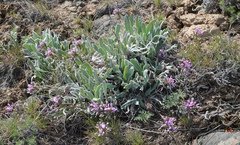 Phoenicaulis cheiranthoides