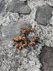 Bassariscus