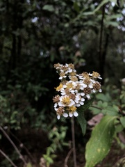 Alloispermum integrifolium