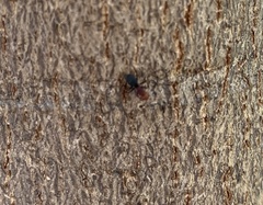 Camponotus