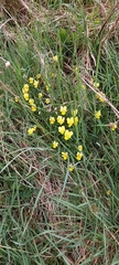 Viola lutea calaminaria