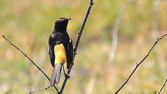 Icterus spurius fuertesi