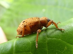 Phelypera distigma