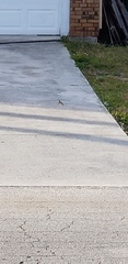Agama picticauda