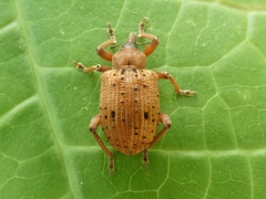 Phelypera distigma image