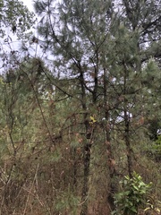 Pinus teocote