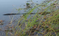Melanosuchus niger