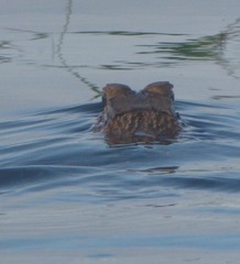 Melanosuchus niger