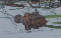 Melanosuchus niger