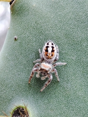 Phidippus vexans