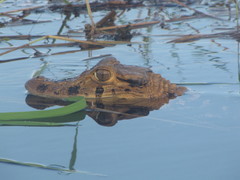 Melanosuchus niger