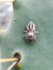 Phidippus vexans