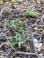 Chrysopsis scabrella