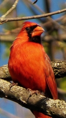 Cardinalis