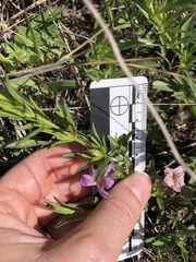 Dyschoriste linearis