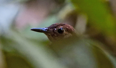 Microcerculus philomela