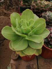 Aeonium canariense