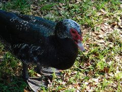 Cairina moschata domestica