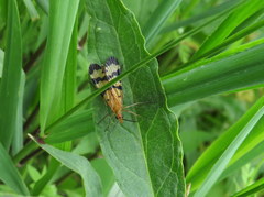 Panorpa neglecta