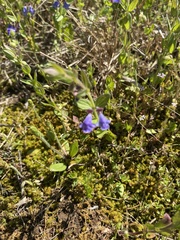 Scutellaria parvula
