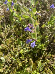Scutellaria parvula