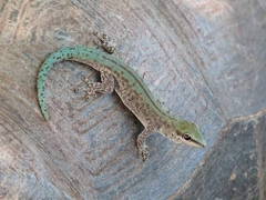 Phelsuma abbotti abbotti