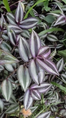 Tradescantia zebrina