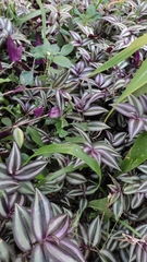 Tradescantia zebrina