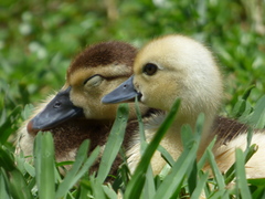 Cairina moschata domestica