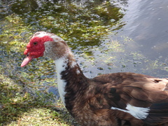 Cairina moschata domestica