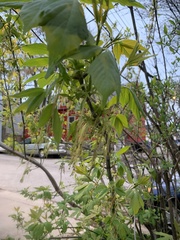 Acer negundo