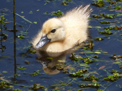 Cairina moschata domestica