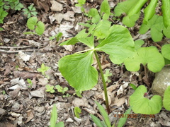 Trillium flexipes