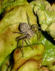 Pulchellodromus pulchellus