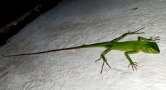 Calotes calotes